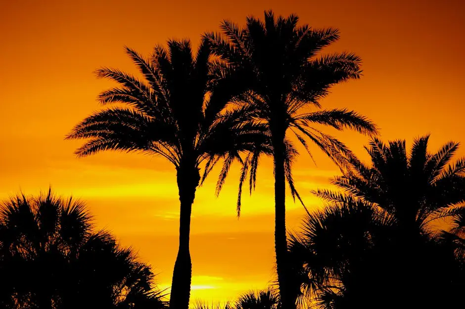Silhouetted palm trees at sunset against an orange sky, evoking tropical expat destinations and island lifestyles.