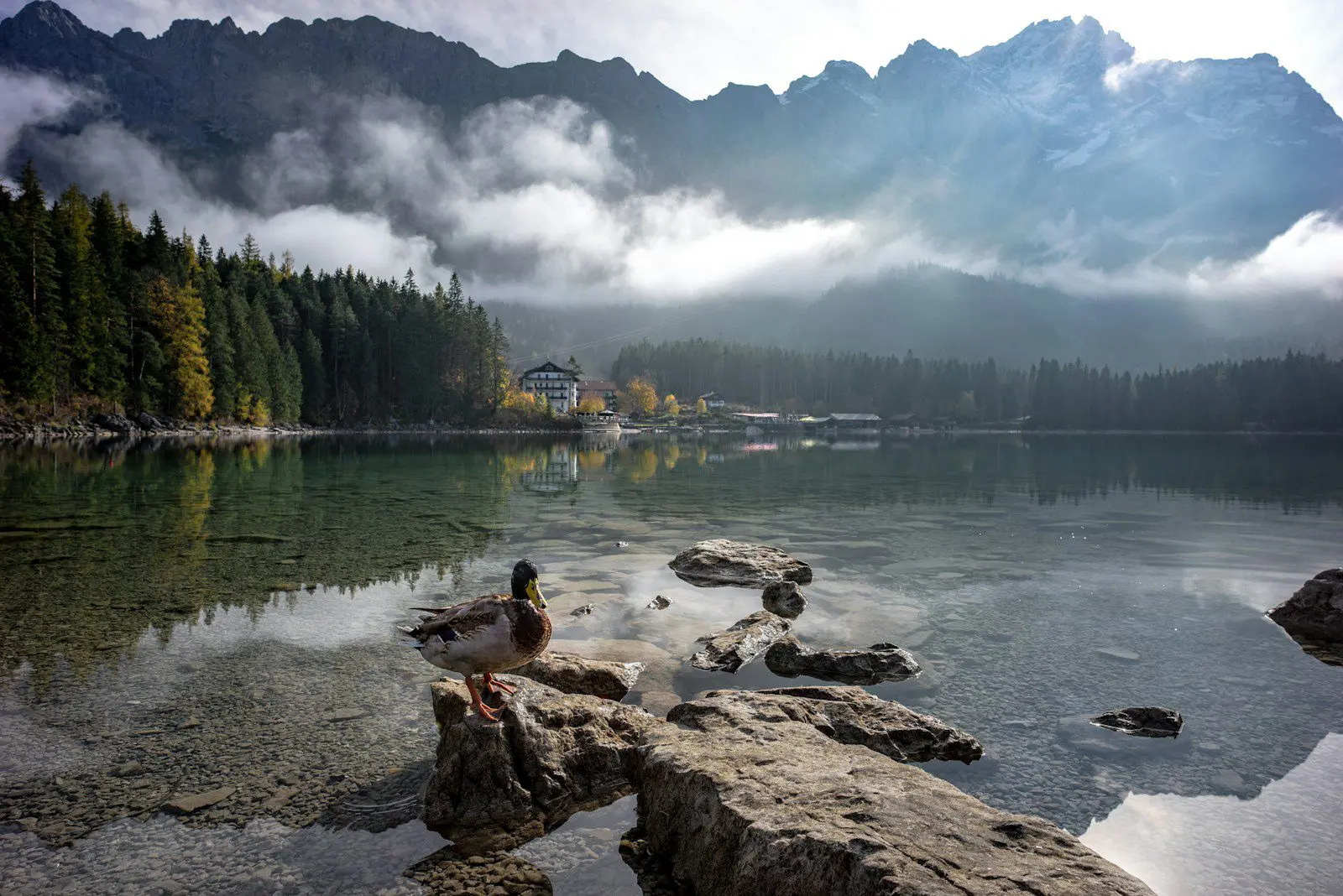 Peaceful lake scene in Bavaria, Germany, with a duck on rocks and misty Alps, symbolizing tranquility for expats in Germany.