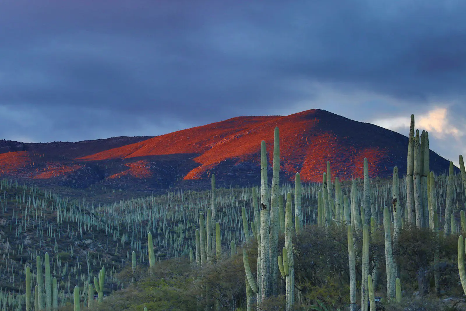 Desert landscape with cacti and red mountains in Mexico, symbolizing natural beauty and expat life in Mexico.