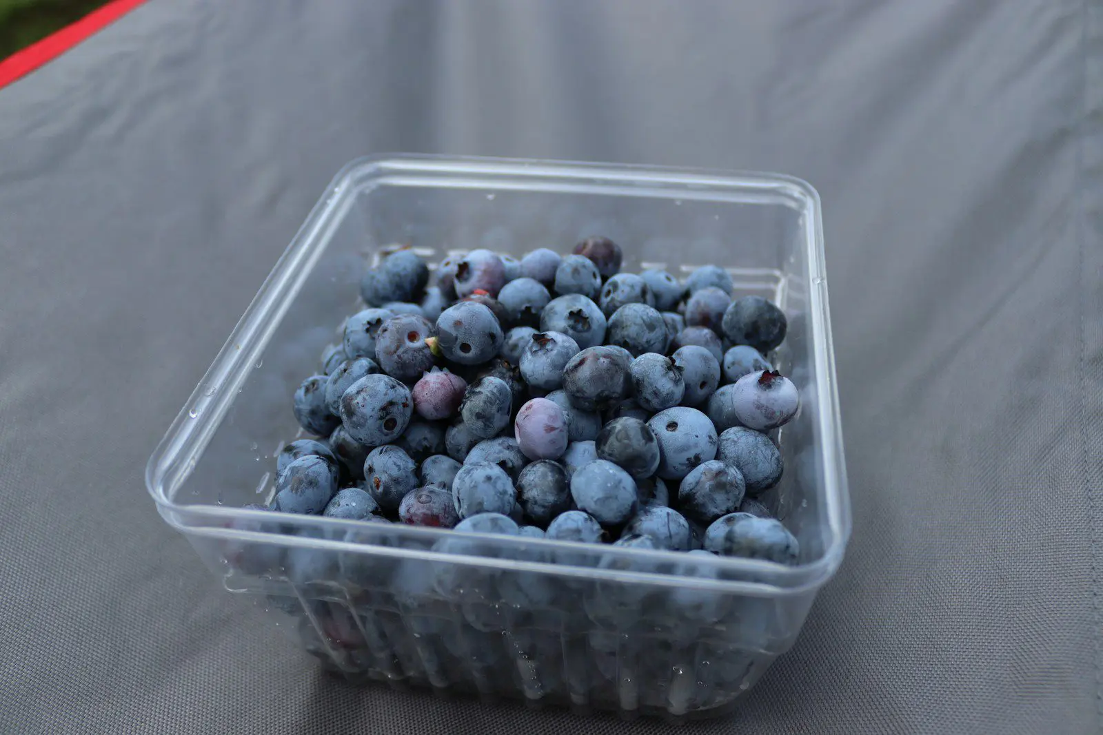 Container of fresh blueberries rich in antioxidants, representing healthy functional foods for expats.