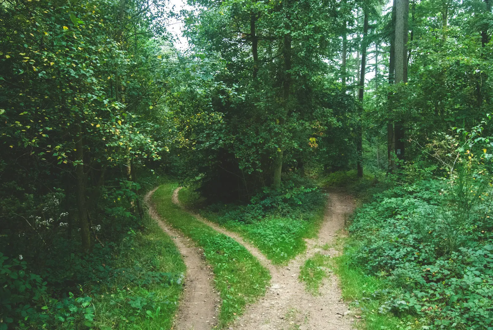 Forked dirt path in green forest, symbolising lifestyle choices, decision-making, and expat life balance or healthcare plan decisions.