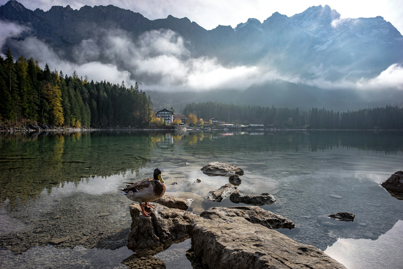 Photo by Daniel Seßler duck standing on brown rock
