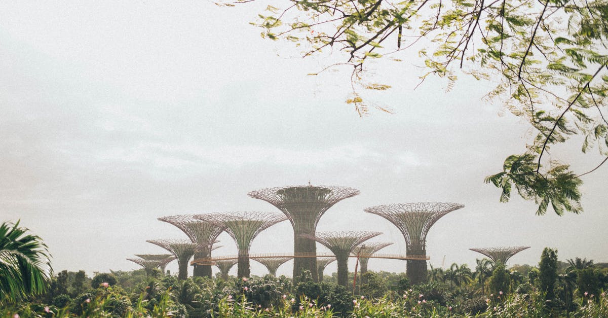 pexels-photo-1907047-1907047 Explore the majestic Supertree Grove at Gardens by the Bay, a must-visit in Singapore.